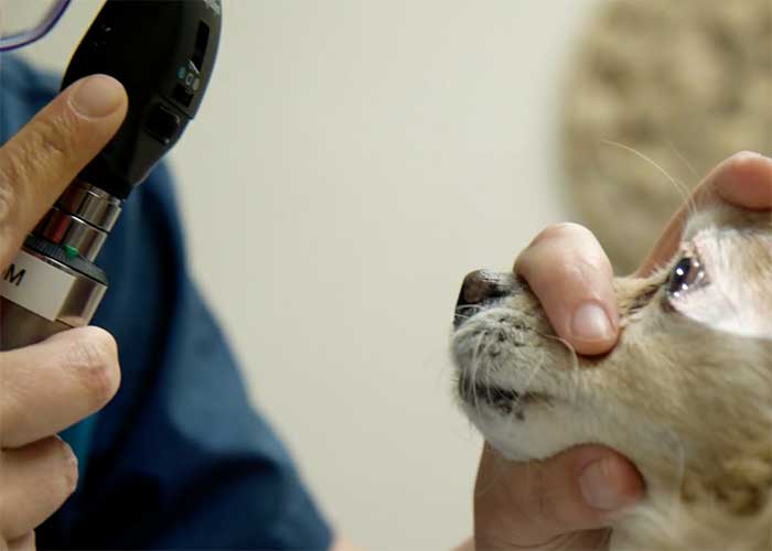 A veterinarian examines a dog